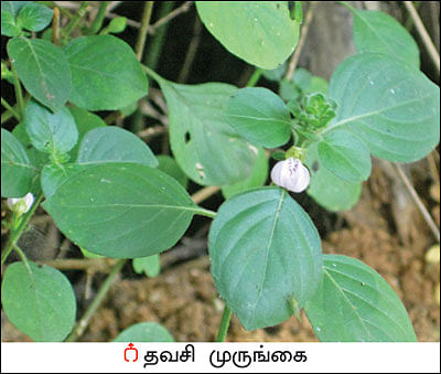 நல்மருந்து தெரிந்த செடிகள்... தெரியாத பயன்கள்! - 15