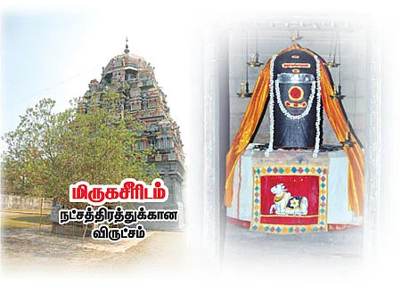 ஆரோக்கியம் அருளும் ஆலய விருட்சங்கள்!