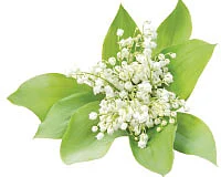 பூனைக் கண்ணன் கடத்திய அம்மன்
