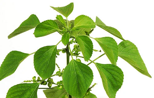 நாட்டு மருந்துக்கடை - 22