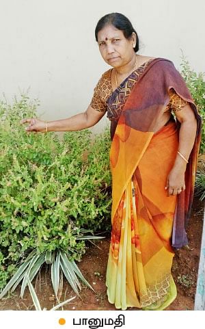 வீட்டுக்குள் விவசாயம் - 11