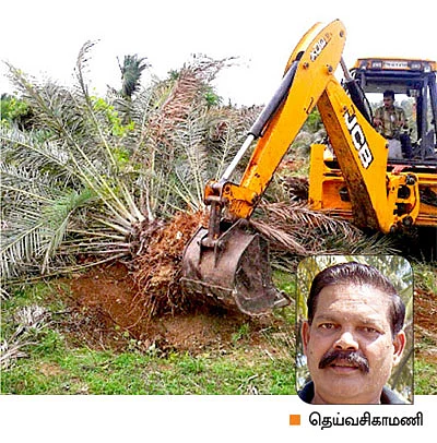 பேரீச்சை வளர்த்தால்... பெருநஷ்டம் !