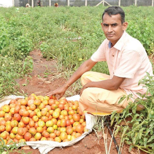 அரை ஏக்கர்... 130 நாள்கள்... ரூ 2 லட்சத்து 60 ஆயிரம் லாபம்!