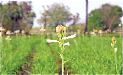 நிச்சய வருமானம் கொடுக்கும் மலர் சாகுபடி! - சம்பங்கி... ரோஜா... மல்லி...