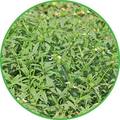 துன்பம் போக்கும் தும்பை