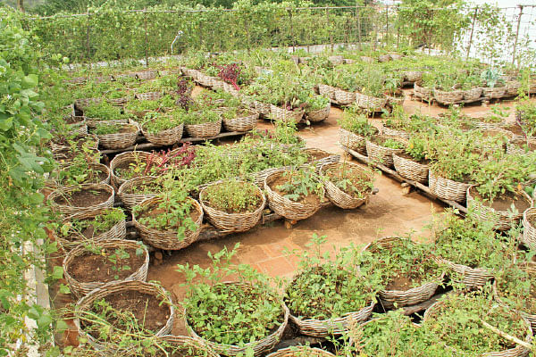 வீட்டுக்குள் விவசாயம் - 10