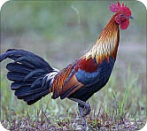 மை டியர் ஜீபா...