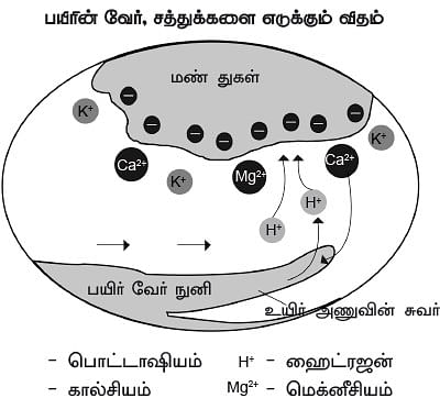 மண்ணுக்கு மரியாதை! - 05