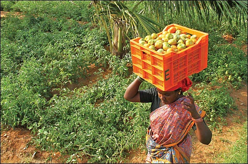 தக்காளி... பூச்சி மற்றும் நோய் மேலாண்மை!