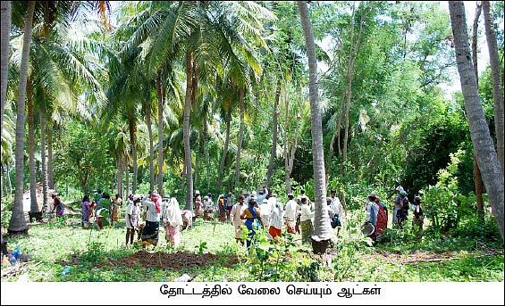 நெல், தென்னை, ஆடு, கோழி, புறா, முயல், வாத்து... 8 ஏக்கர்... 13 லட்சம்...