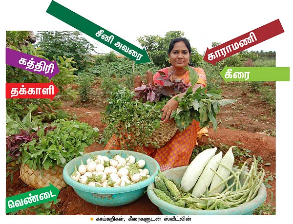 கலப்புப் பயிரில் கலக்கும் பெண் விவசாயி!