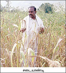 நெல்லுக்குப் பதிலாக மாற்றுப் பயிர்கள் !