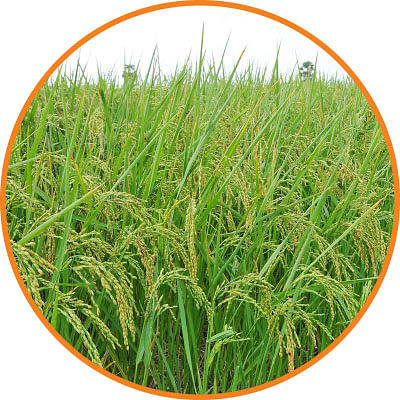 நெல், கரும்பு,தக்காளி,கத்திரி,ஆடு, மாடு,கோழி... மழைக்கால பராமரிப்பு!