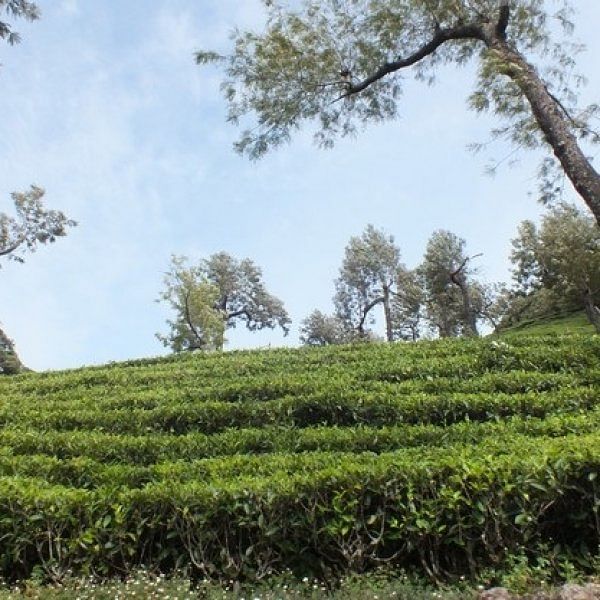 50 ரூபாய் நுழைவுக் கட்டணம் 900 ஆனது! - மாஞ்சோலை செல்லும் சுற்றுலா வாகன ஓட்டிகள் அதிர்ச்சி
