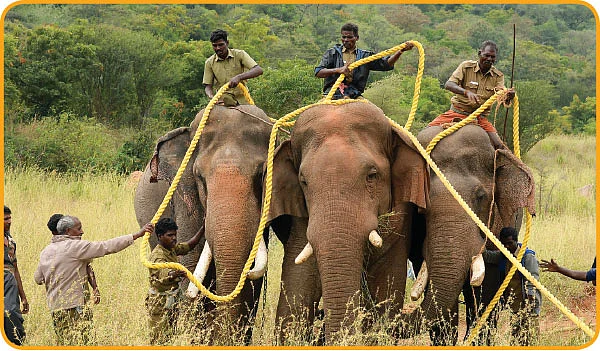 யானைகள் மீதா குற்றம்?