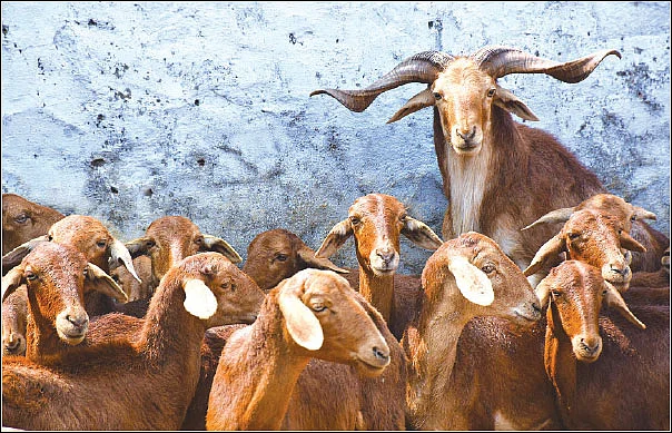 தண்டோரா