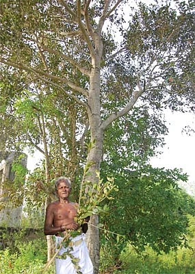 மருத மரம்... இதயத்துக்கு வரம்!