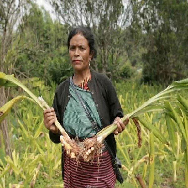 900 விவசாயிகளுக்கு மறுவாழ்வு... மஞ்சள் மூலம் சாதித்த மேகாலயா ஆசிரியர்!