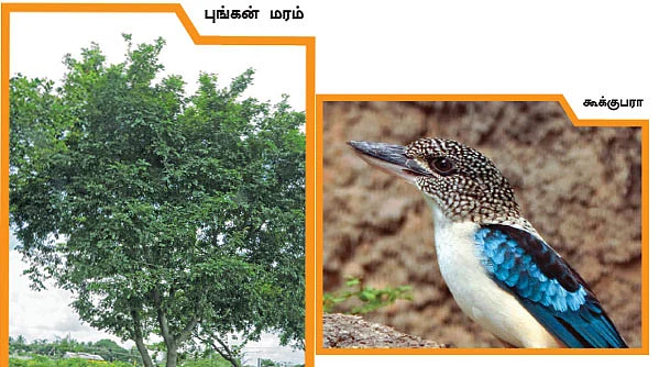 மை டியர் ஜீபா !