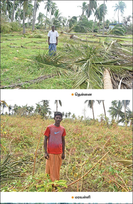 கஜா தாண்டவம் - என்னவாகும் எதிர்காலம்!