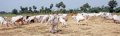 பசுந்தீவனத்துக்கு 75 % கோழி வளர்ப்புக்கு 50%