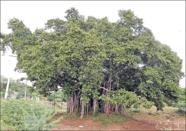 பூமியைக் காக்கும்... மழை மேகத்தை இழுக்கும்... - அற்புதம் செய்யும் ஆலமரம்!