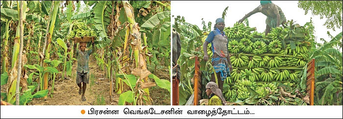 நேந்திரன் வாழை விலை வீழ்ச்சி... தீர்வு என்ன?