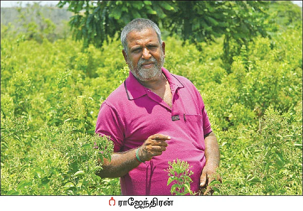 வளமான வருமானம் கொடுக்கும் முல்லைப் பூ!
