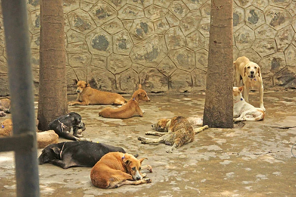 உயிர்களோடு உறவாடும் புளூ கிராஸ்!