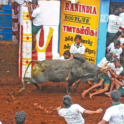 ஜல்லிக்கட்டு - பாரம்பர்யத்தைக் காக்க வந்த ‘இளம் காளைகள்!’