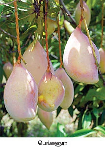 மா சாகுபடி...