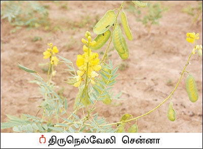 நல்மருந்து தெரிந்த செடிகள்... தெரியாத பயன்கள்! -13
