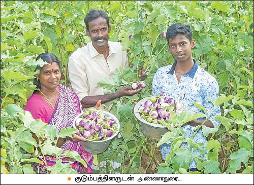 நல்ல வருமானம் கொடுக்கும் நாட்டுக்கத்திரி!