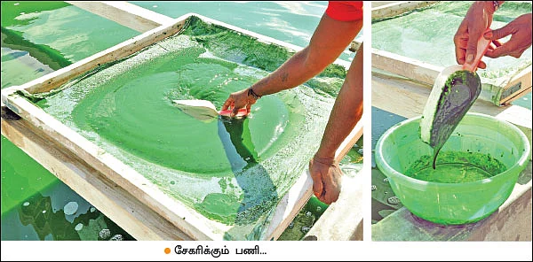 பணம் குவிக்கும் பண்ணைத்தொழில்கள் - 6 - தொட்டியில் வளரும் பணம்... ஸ்பைருலினா!
