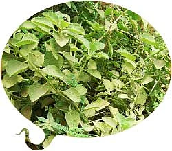 வீட்டிலே இருக்கிறார் வைத்தியர்!