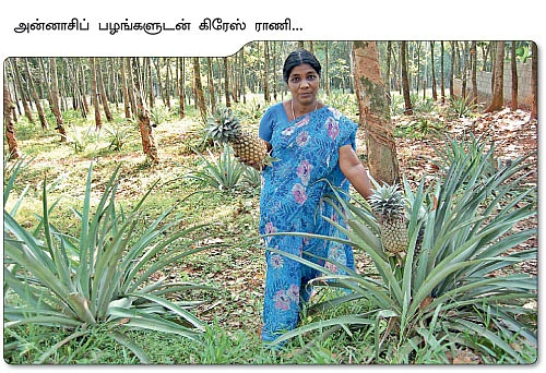 ஊடுபயிரில் அசத்தும் அன்னாசி !