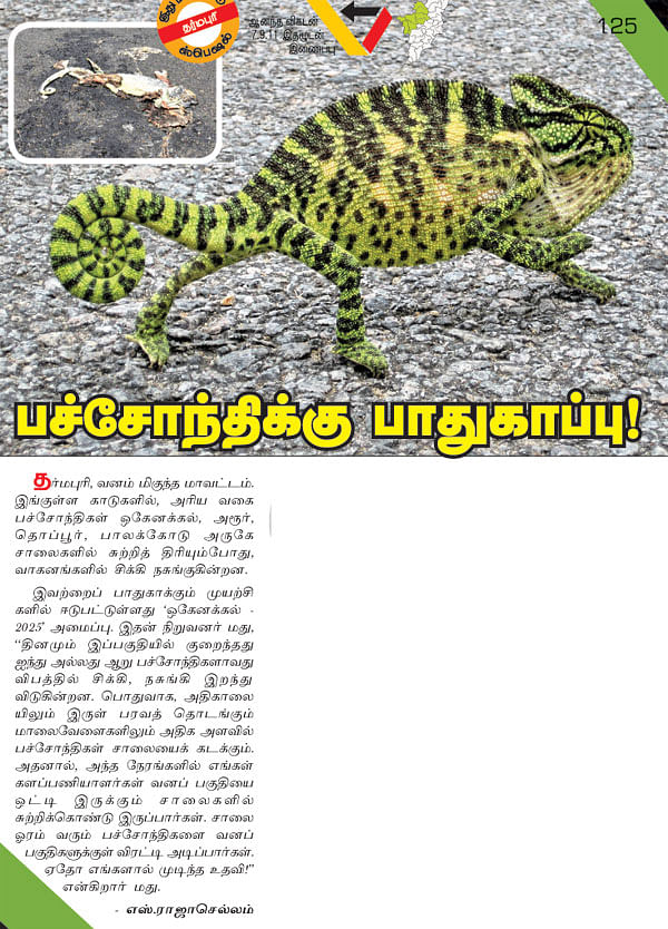 பச்சோந்திக்கு பாதுகாப்பு!