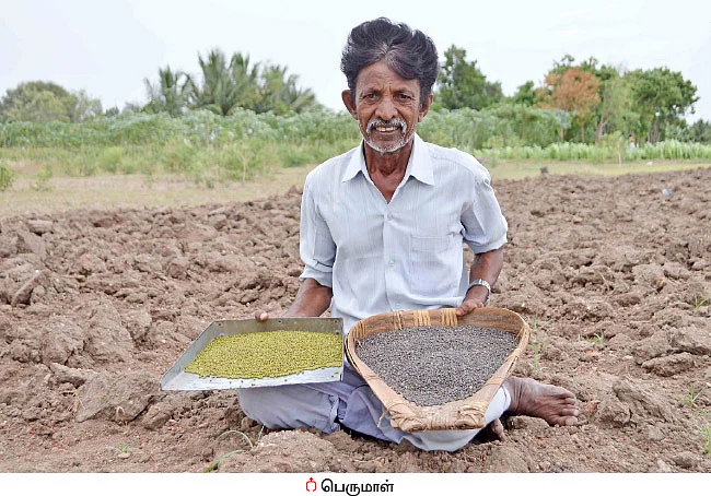 மானாவாரியிலும் மகத்தான லாபம் கொடுக்கும் பாசிப்பயறு,உளுந்து!