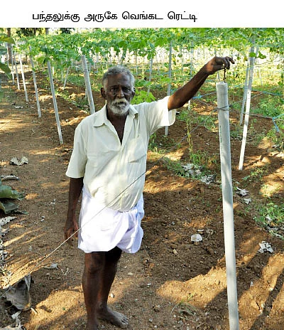7 ஏக்கர் காய்கறி... மாதம் 81 ஆயிரம் லாபம்...