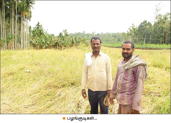 வயநாடு: பாரம்பர்ய நெல் ரகங்களை மீட்டெடுத்த பழங்குடிகள்!