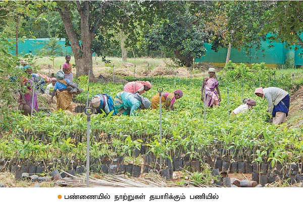 தரமான கன்றுகள்... நியாயமான விலை... விவசாயிகளுக்கு உதவும் மருங்குளம் பழப்பண்ணை!