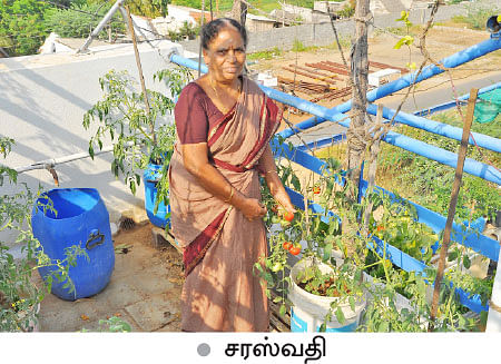 வீட்டுக்குள் விவசாயம் - 3