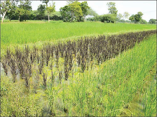 மூன்று ஏக்கர்... 52 பாரம்பர்ய நெல் ரகங்கள்!