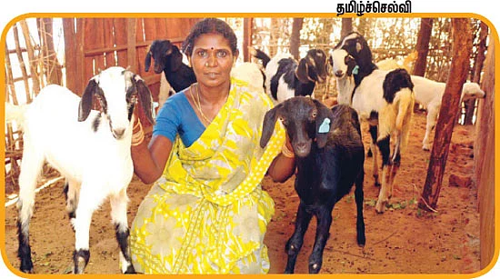 அரசாங்க ஆடு கிடைச்சா முனியப்பனுக்கு கெடா வெட்டு!