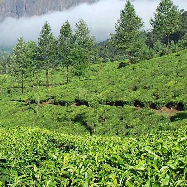 மூணாறு