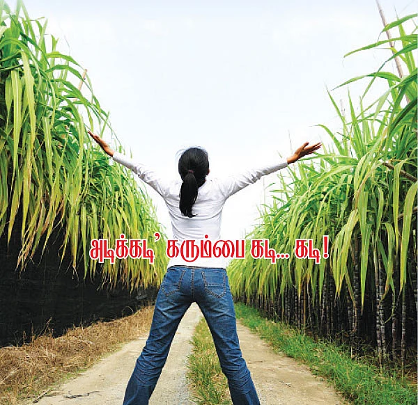 'அடிக்கடி கரும்பை கடி கடி!’