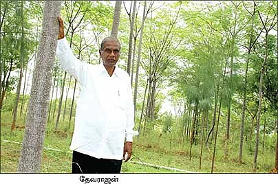 காசு... பணம்... துட்டு... மரம், மரம்!