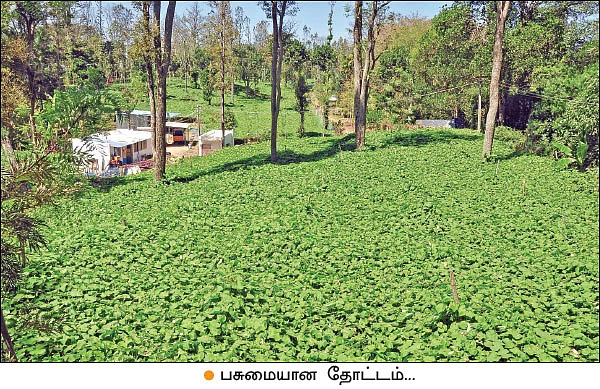 சௌகரியமான வருமானம் தரும் சௌசௌ! - பட்டையைக் கிளப்பும் பந்தல் சாகுபடி
