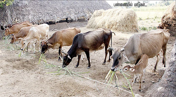 கறவை மாடு வளர்ப்பில் கவனிக்க வேண்டியவை..!