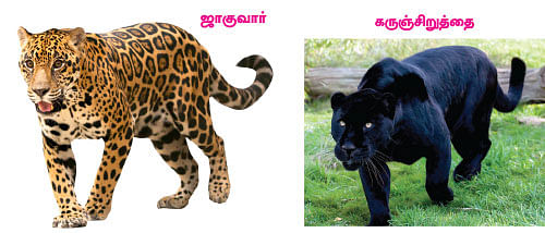 மாயா டீச்சரின் மந்திரக் கம்பளம்!